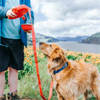 Dog Leash & Bottle